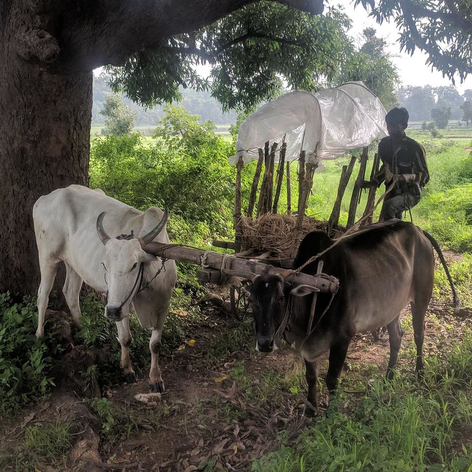 Photo of Forest Freedom In Deolapar, Maharashtra 2/4 by Nayanika Bhatia