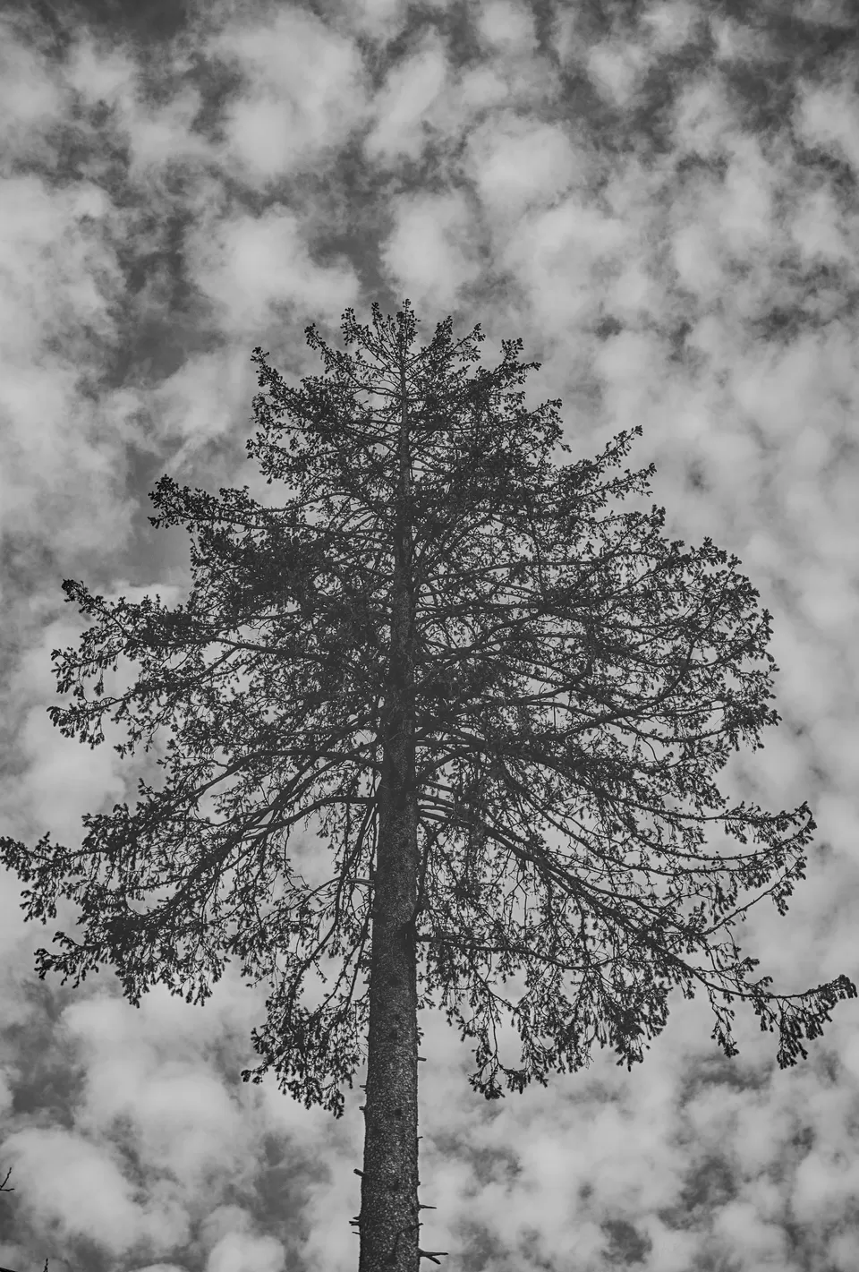 Photo of Solang Valley, Burwa, Himachal Pradesh, India by Ash Kapoor