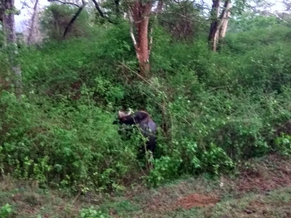 Photo of Amazing drive to Ooty through Bandipur forest 4/8 by Priyank Aggarwal