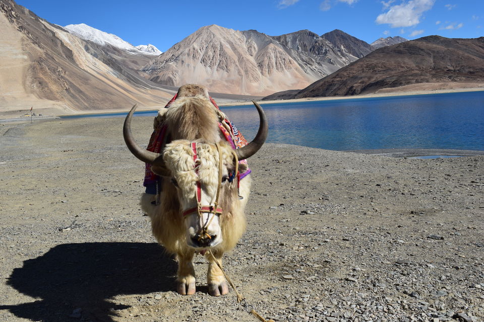 Photo of Camping at Pangong lake where the morning makes you feel you're in another world 17/17 by Kishore Singh Fartiyal