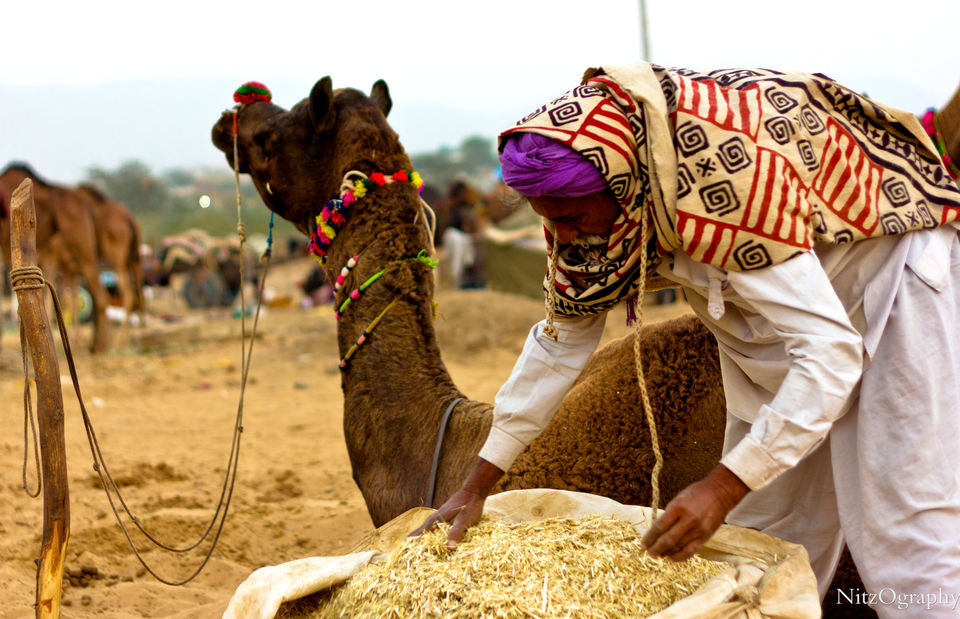 Photo of Pushkar – Calm your senses 4/63 by Nitesh Menghani