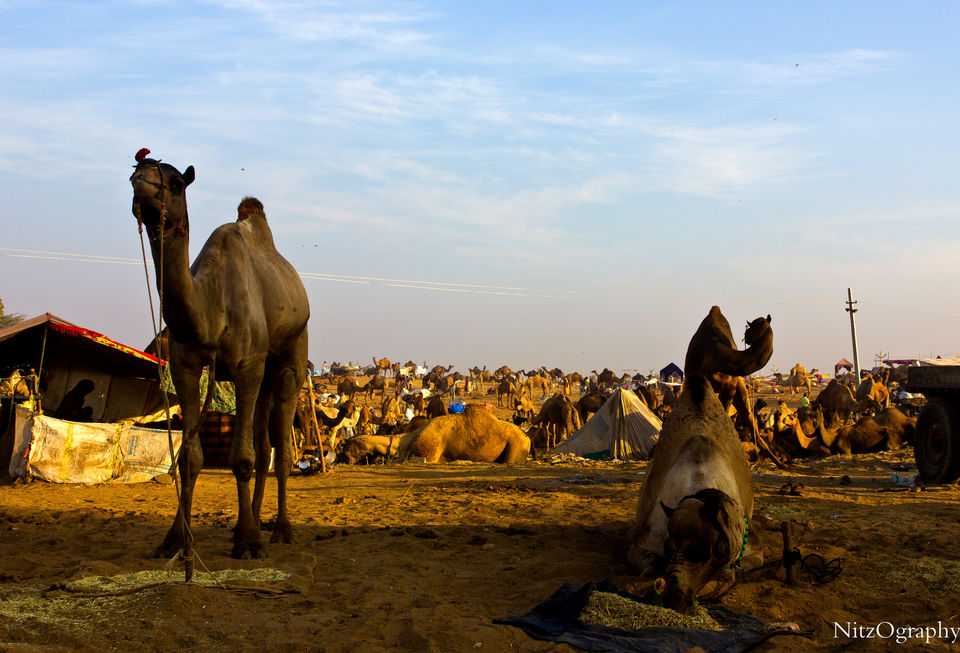 Photo of Pushkar – Calm your senses 30/63 by Nitesh Menghani