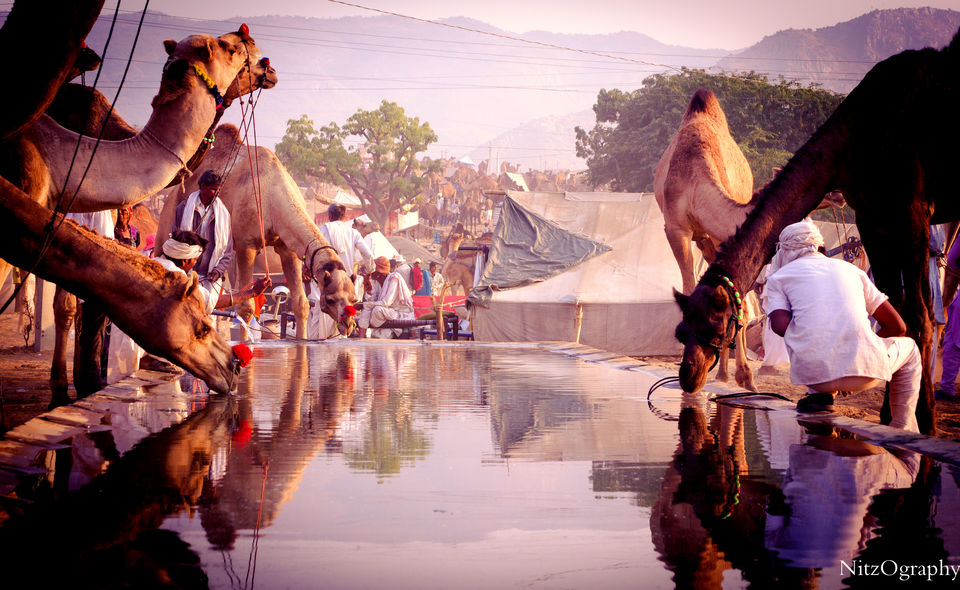 Photo of Pushkar – Calm your senses 45/63 by Nitesh Menghani