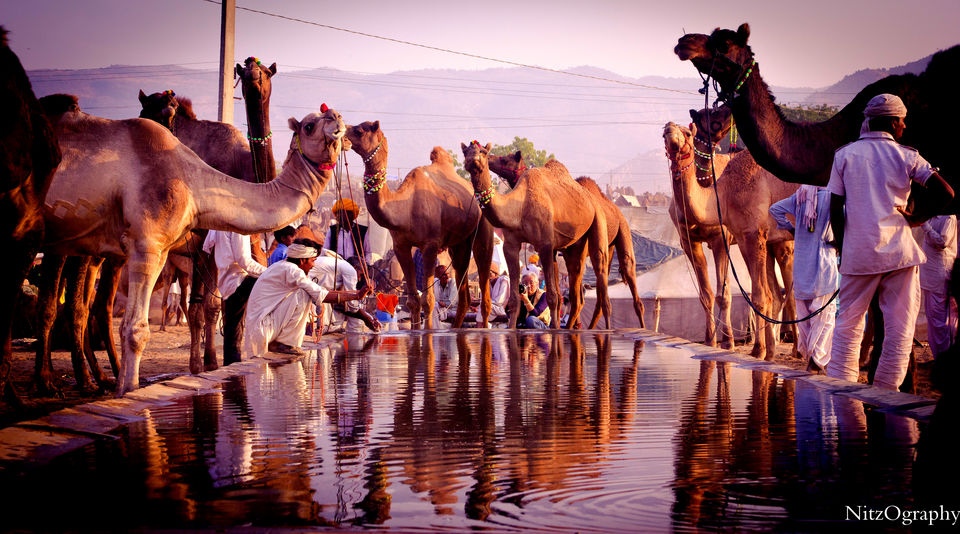 Photo of Pushkar – Calm your senses 46/63 by Nitesh Menghani