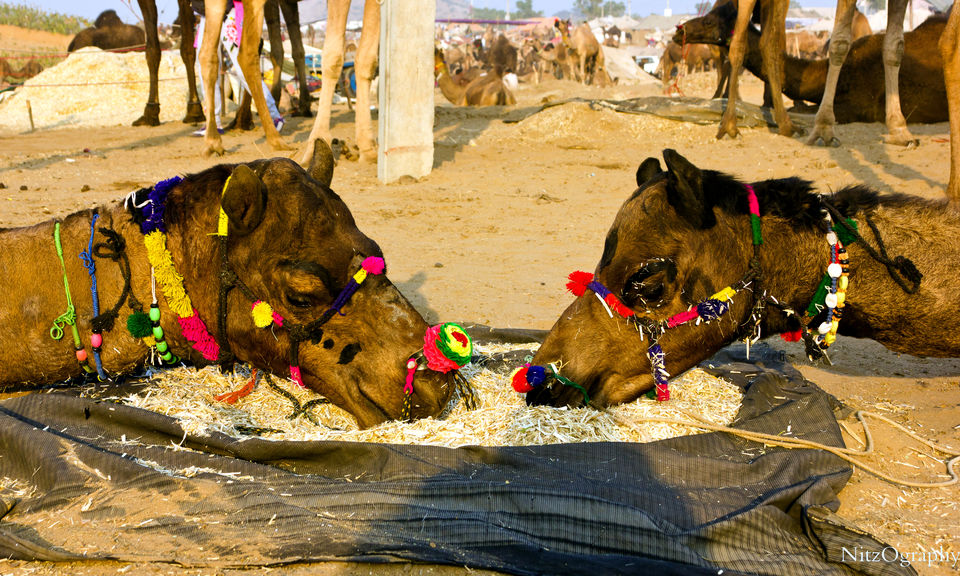 Photo of Pushkar – Calm your senses 48/63 by Nitesh Menghani