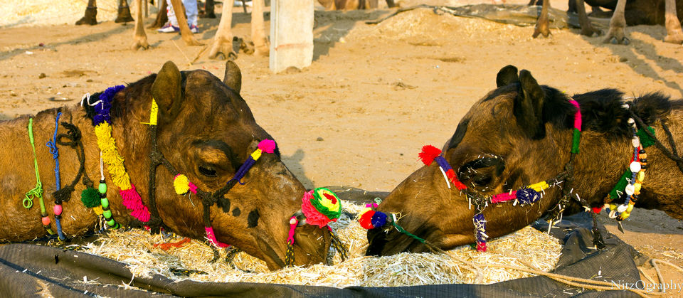 Photo of Pushkar – Calm your senses 49/63 by Nitesh Menghani