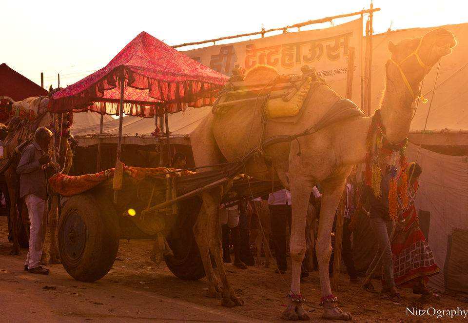 Photo of Pushkar – Calm your senses 53/63 by Nitesh Menghani