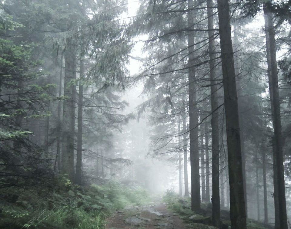 Photo of Evil At the Heart of the Black Forest 1/3 by Kevin Osman