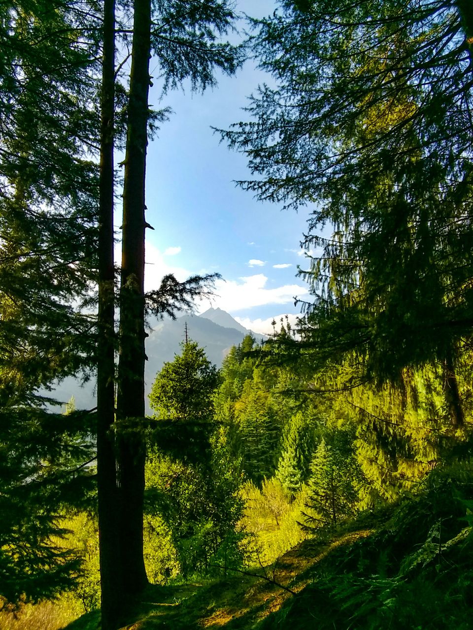 Photo of A trip to Manali on a student's budget 2/9 by Bikramjit Sharma