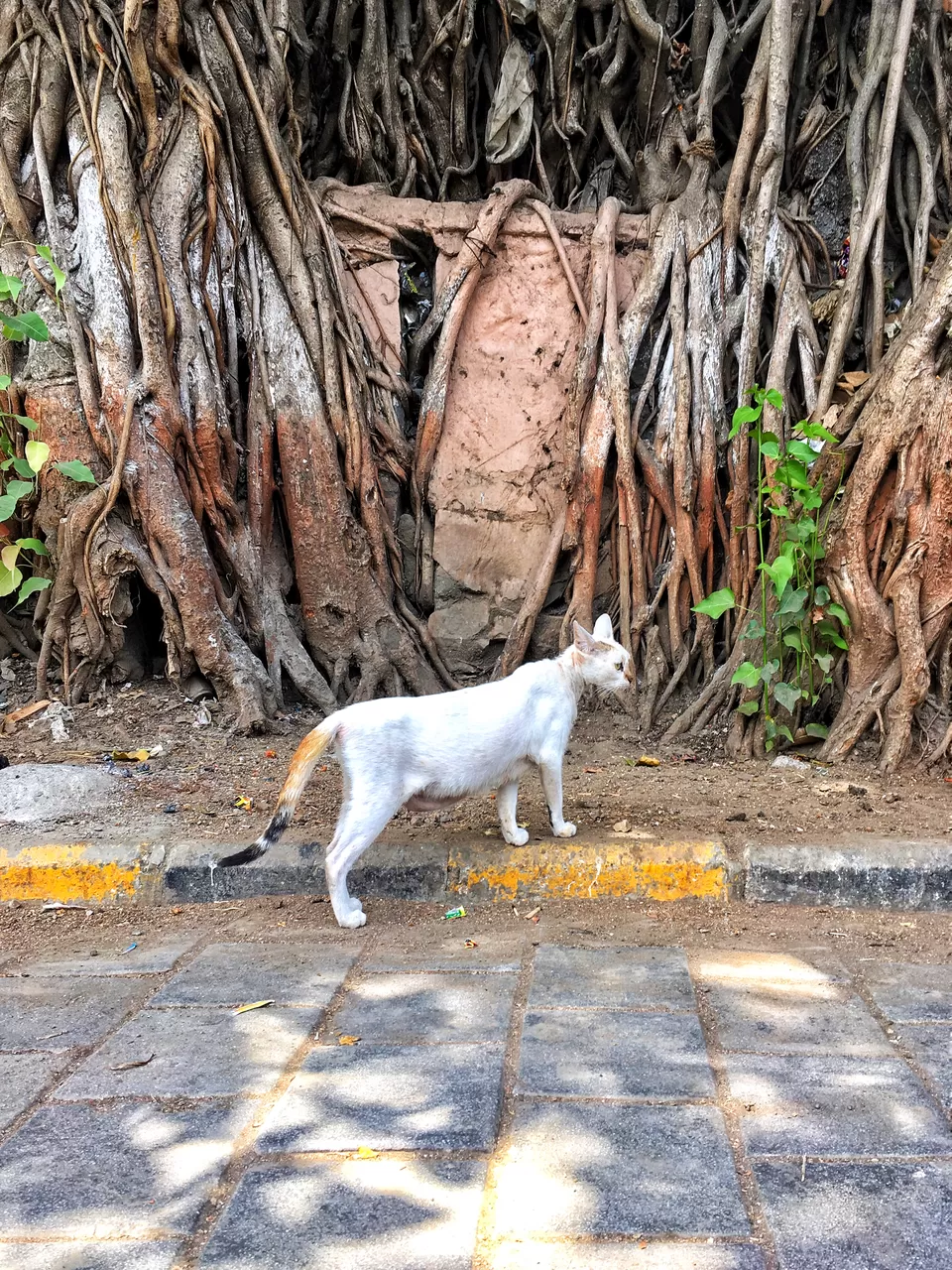 Photo of A Rhapsodical City: Mumbai by Mayankesh Ranjan