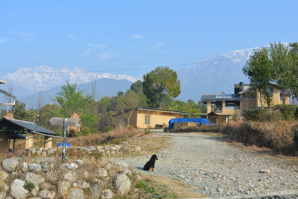 Photo of Kandbari: A magical place in the heart of Palampur 8/38 by PURVI YADAV
