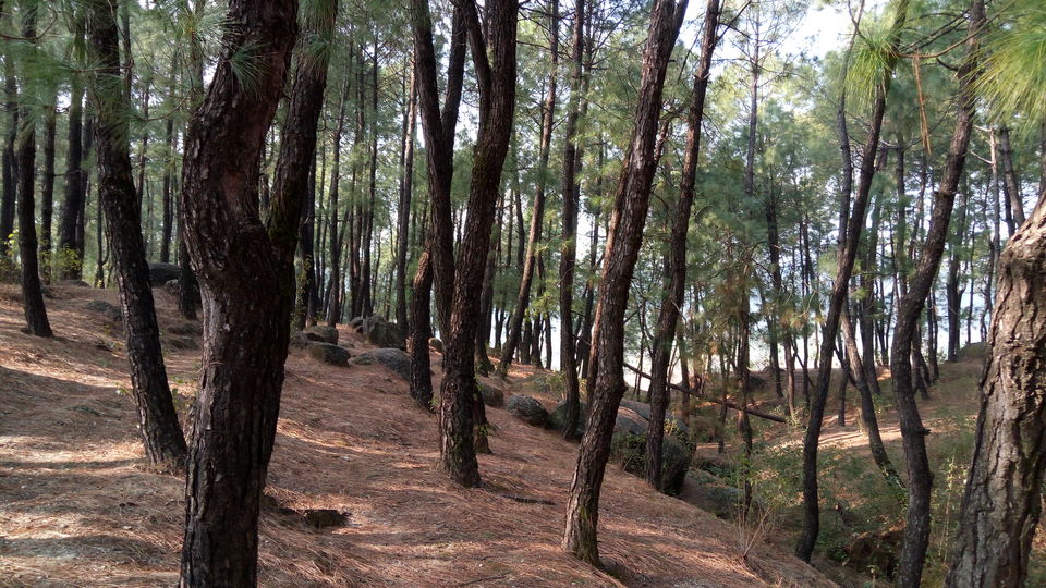 Photo of Kandbari: A magical place in the heart of Palampur 12/38 by PURVI YADAV