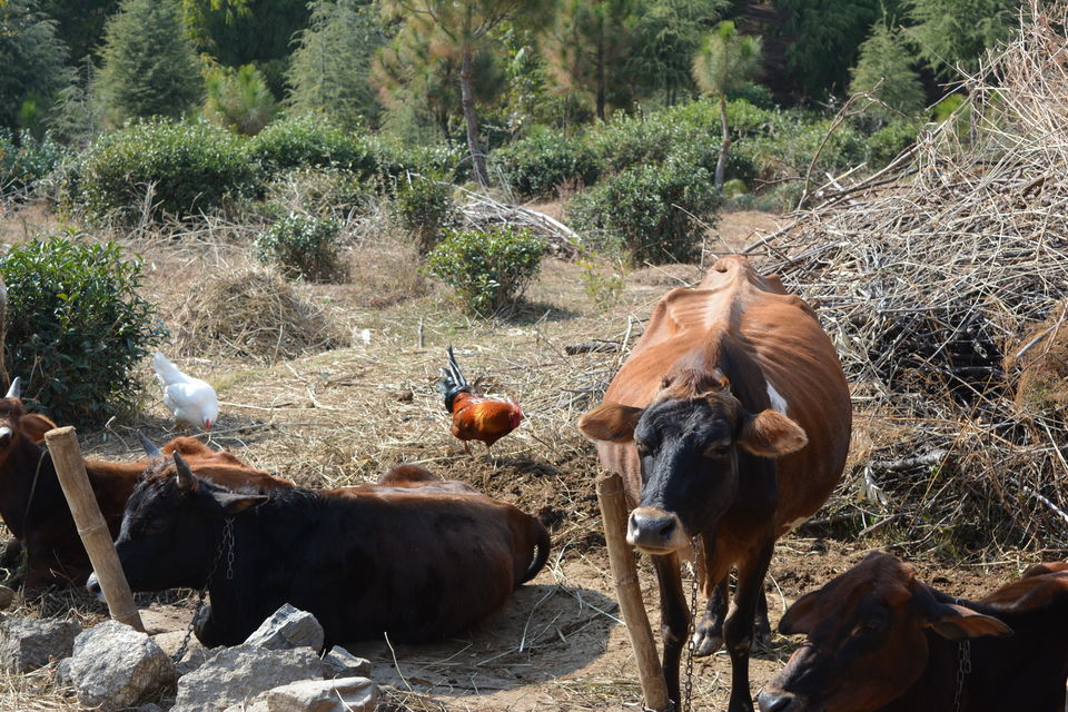 Photo of Kandbari: A magical place in the heart of Palampur 9/38 by PURVI YADAV