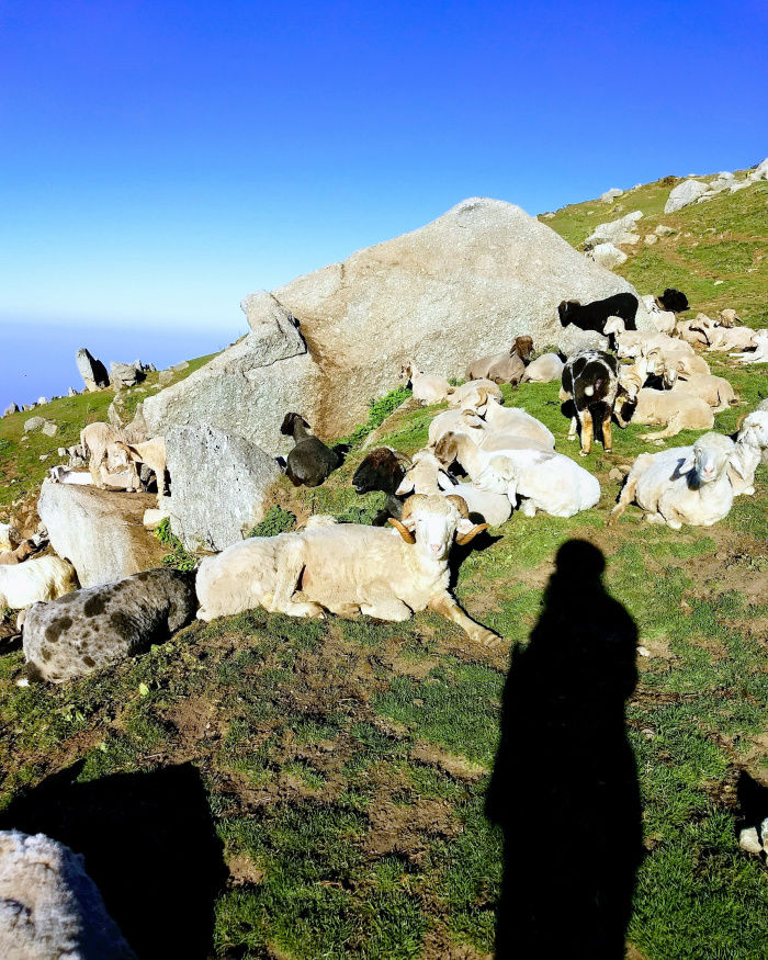 Photo of How commercialization has affected Triund 1/2 by Sneha Nair