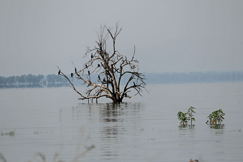 Photo of Raw safaris-Jungles of Satpura 1/3 by Jahnavi Singham