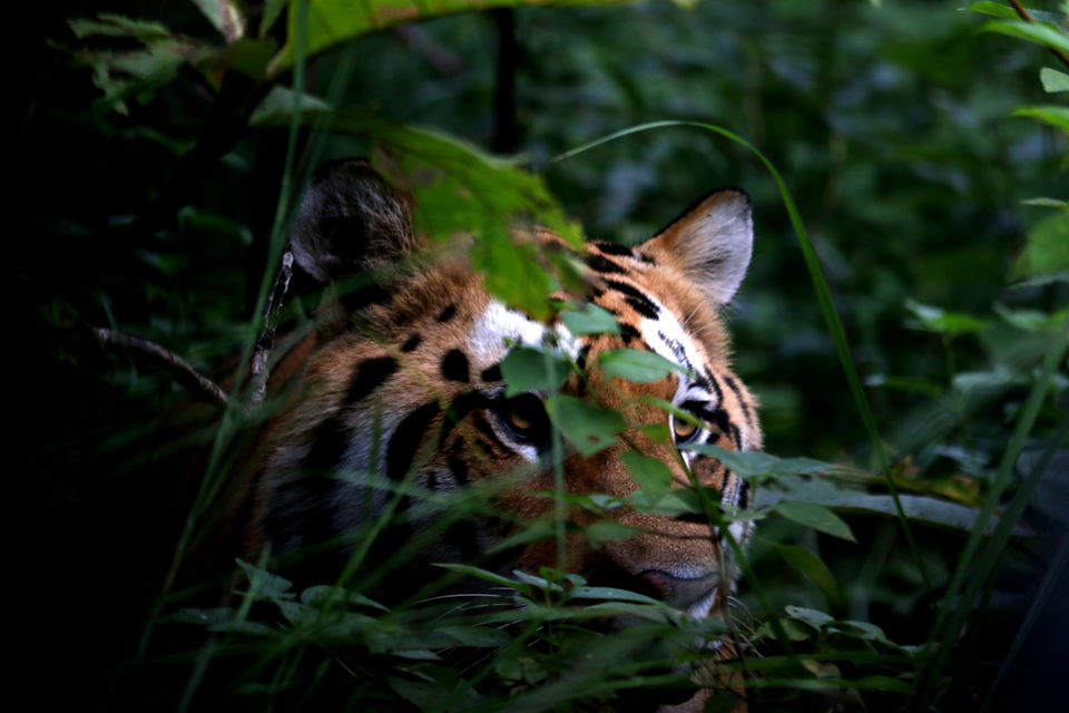 Photo of Raw safaris-Jungles of Satpura 2/3 by Jahnavi Singham