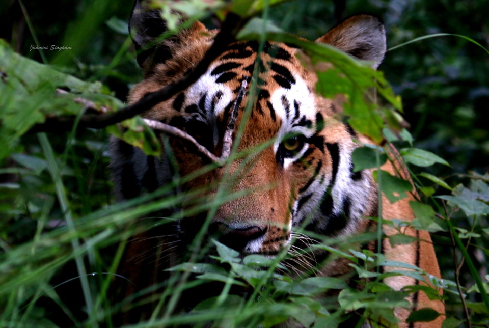 Photo of Raw safaris-Jungles of Satpura 3/3 by Jahnavi Singham