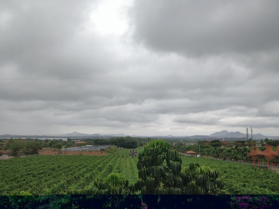 Photo of A day trip to Sula Vineyards by Shruti Jain