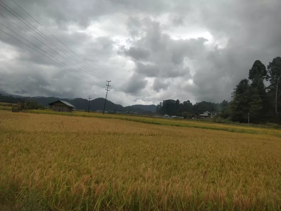 Photo of Ziro by Shruti Jain