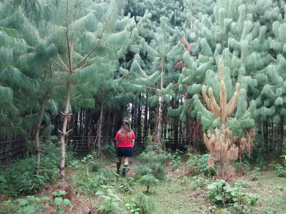 Photo of Ziro by Shruti Jain