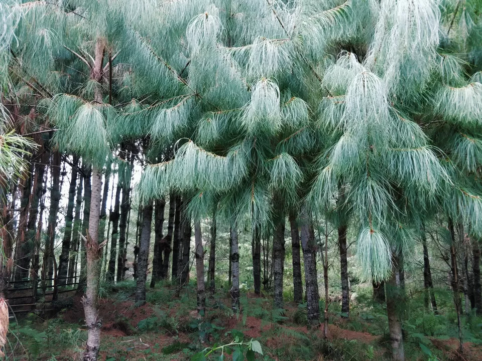 Photo of Ziro by Shruti Jain