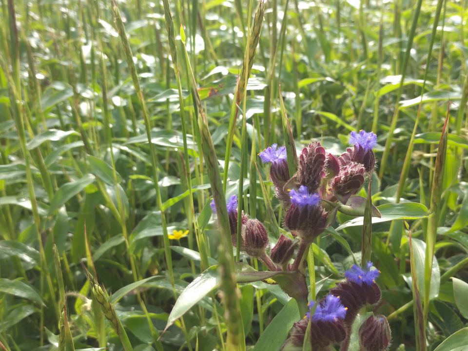 Photo of Weekend escape in Kaas Plateau by Shruti Jain