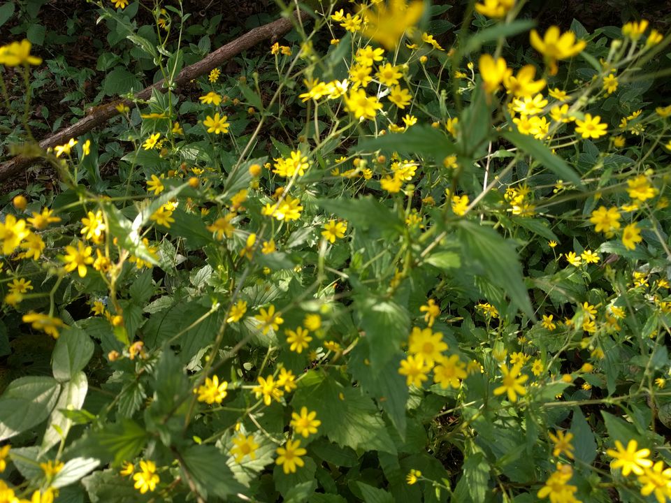 Photo of Weekend escape in Kaas Plateau by Shruti Jain