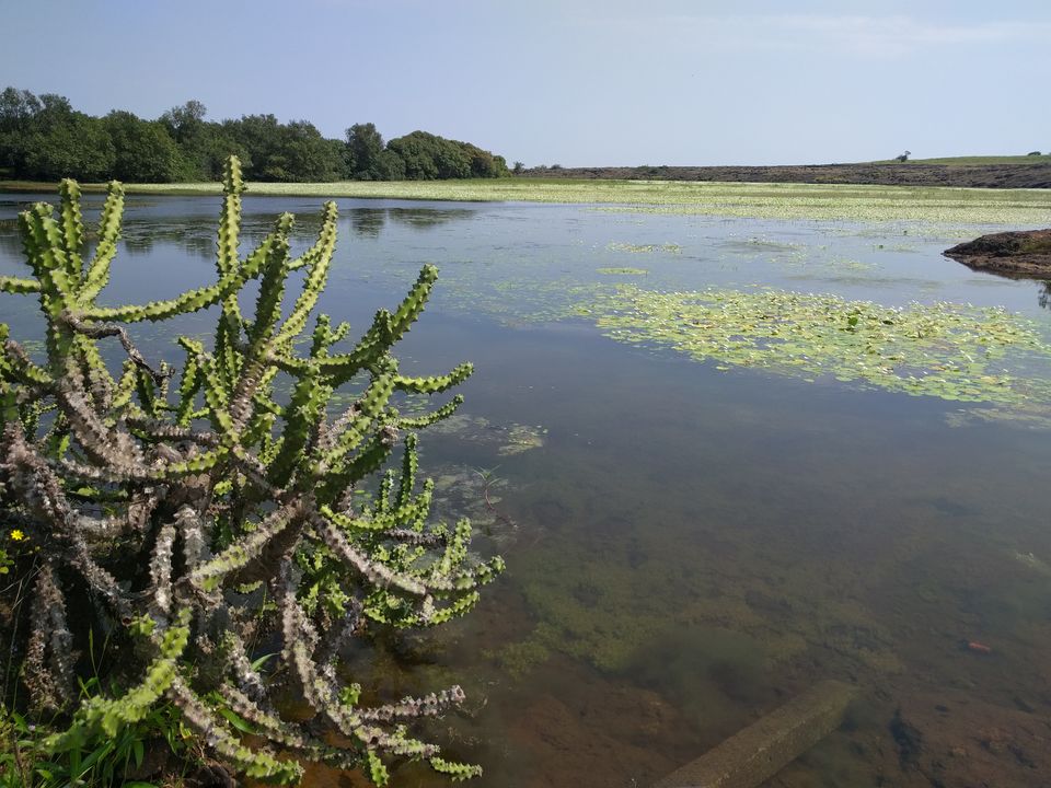 Photo of Weekend escape in Kaas Plateau by Shruti Jain