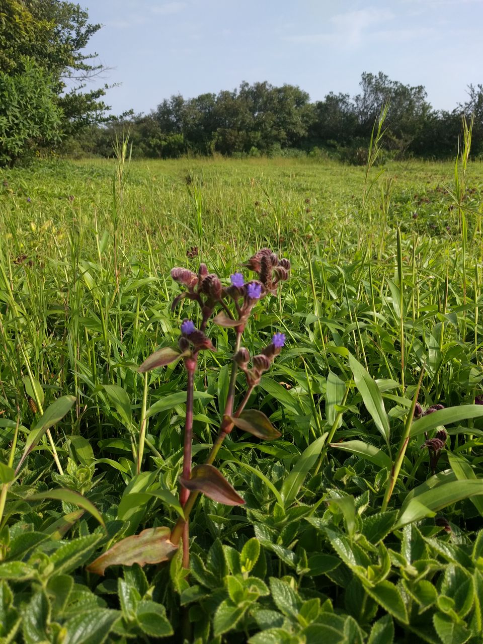 Photo of Weekend escape in Kaas Plateau by Shruti Jain