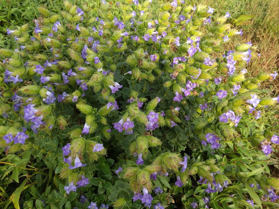 Photo of Weekend escape in Kaas Plateau by Shruti Jain