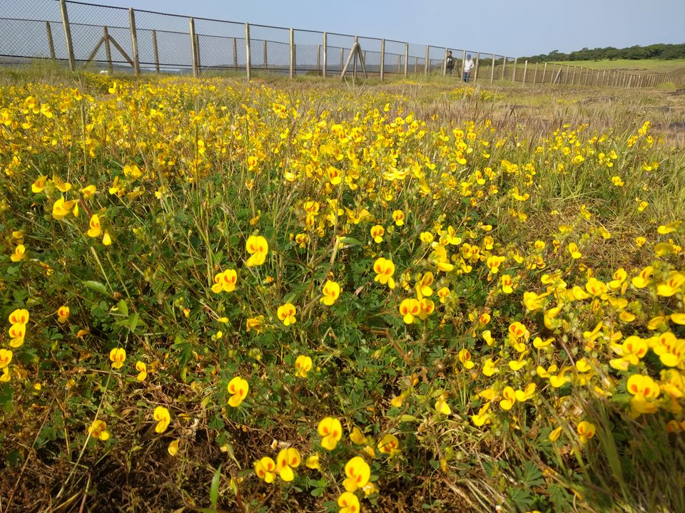Photo of Weekend escape in Kaas Plateau by Shruti Jain