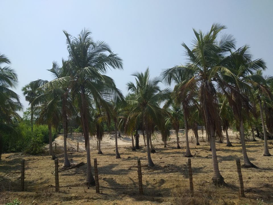 Photo of Things to do in Pondicherry - A north Indian's guide! 2/29 by Shruti Jain