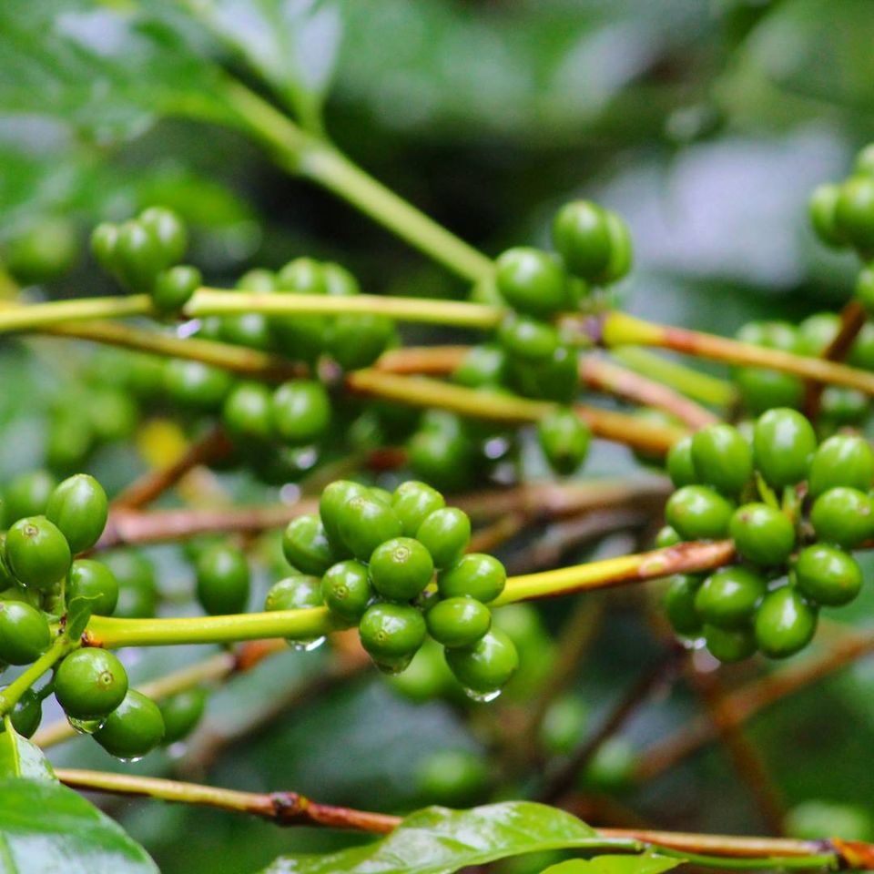 Photo of Coorg : An enthralling journey in Monsoon! 8/15 by Shruti Jain