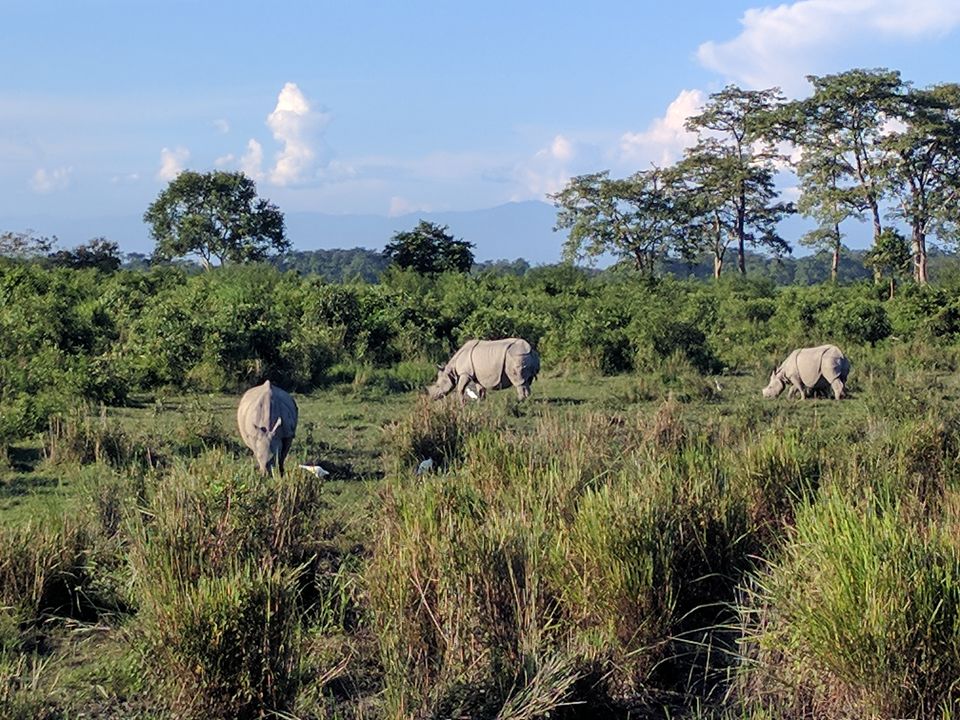 Photo of 5 Things to do in Kaziranga (Assam) 5/13 by Shruti Jain