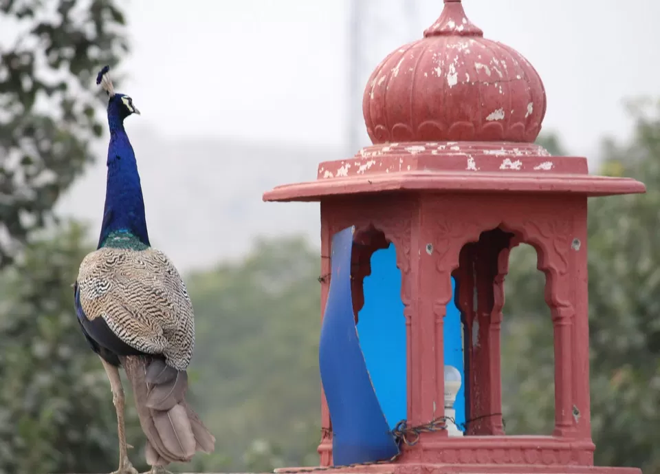 Photo of Unwind at this Haveli in Alwar for a weekend by Shruti Jain