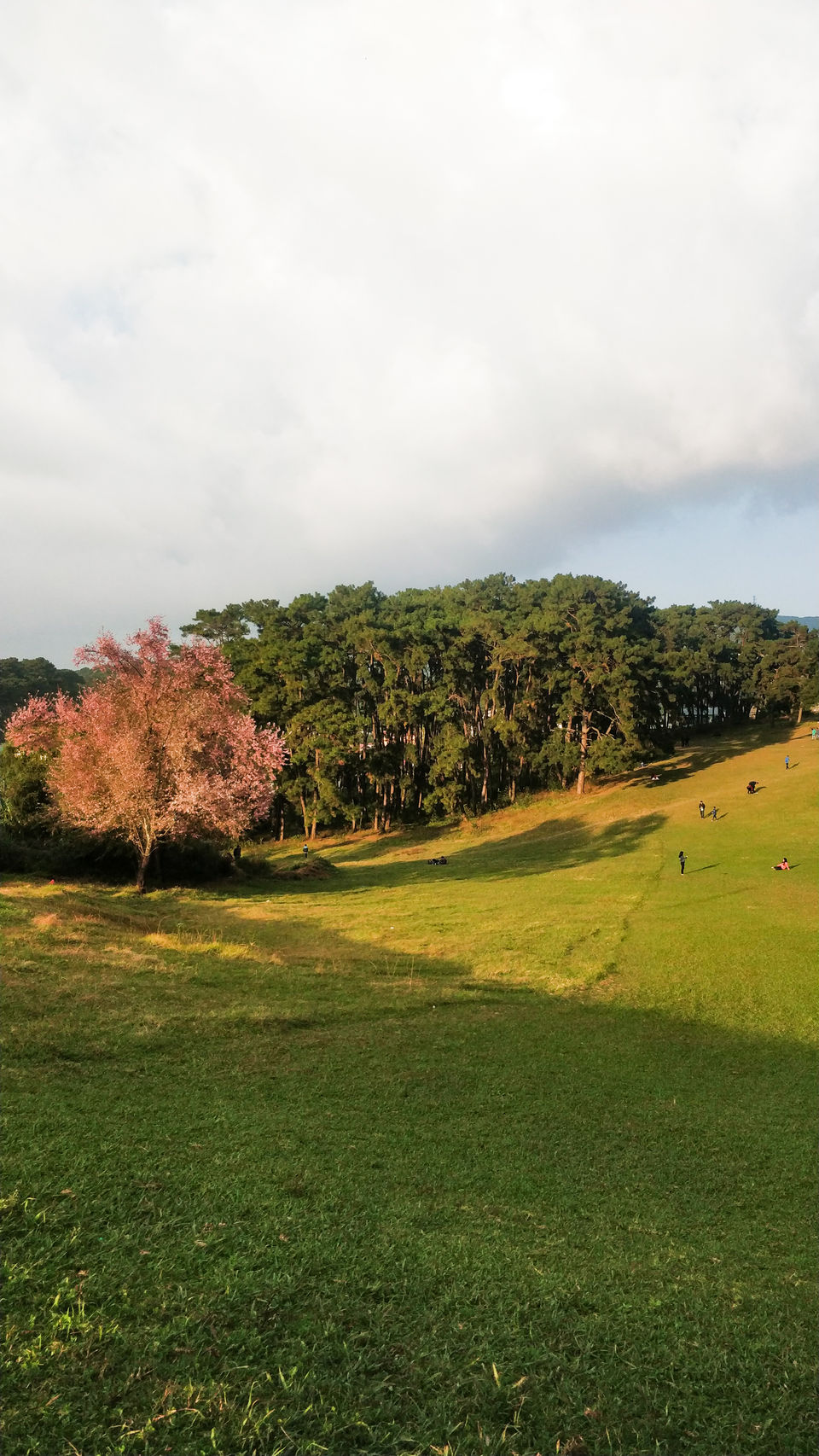 Photo of Cherry blossom, the onset of winters. 2/4 by shailja Lakhotia