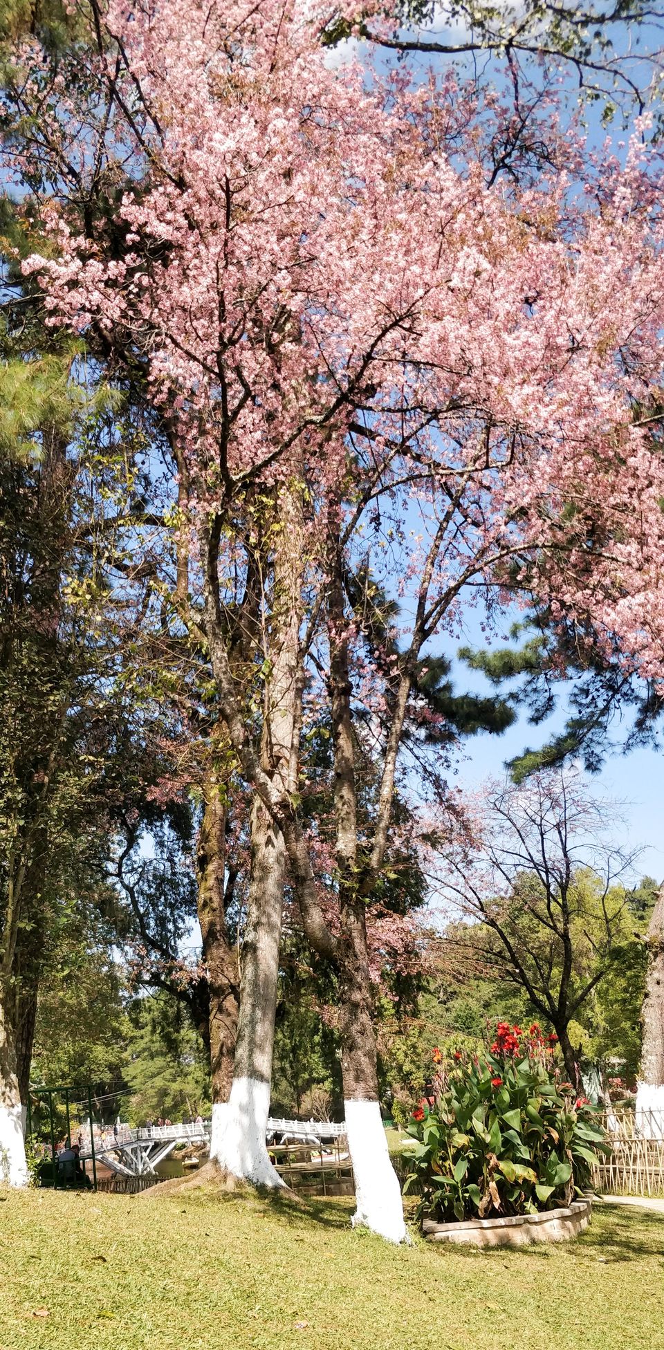 Photo of Cherry blossom, the onset of winters. 1/4 by shailja Lakhotia
