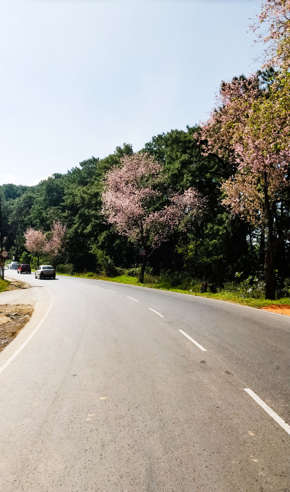 Photo of Cherry blossom, the onset of winters. 3/4 by shailja Lakhotia