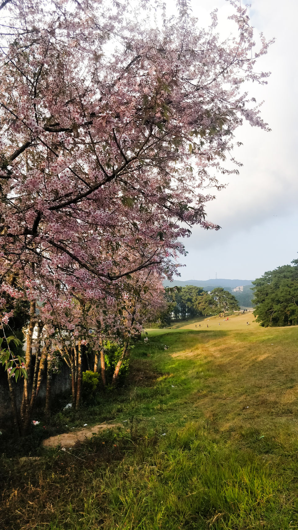 Photo of Cherry blossom, the onset of winters. 4/4 by shailja Lakhotia