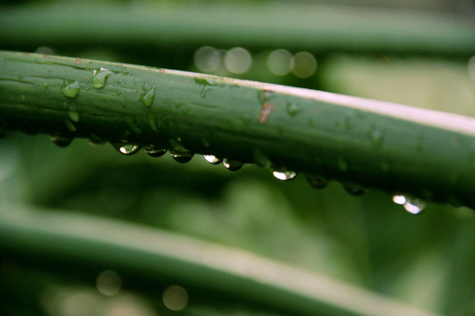 Photo of Shillong, Meghalaya, India by deepanwita