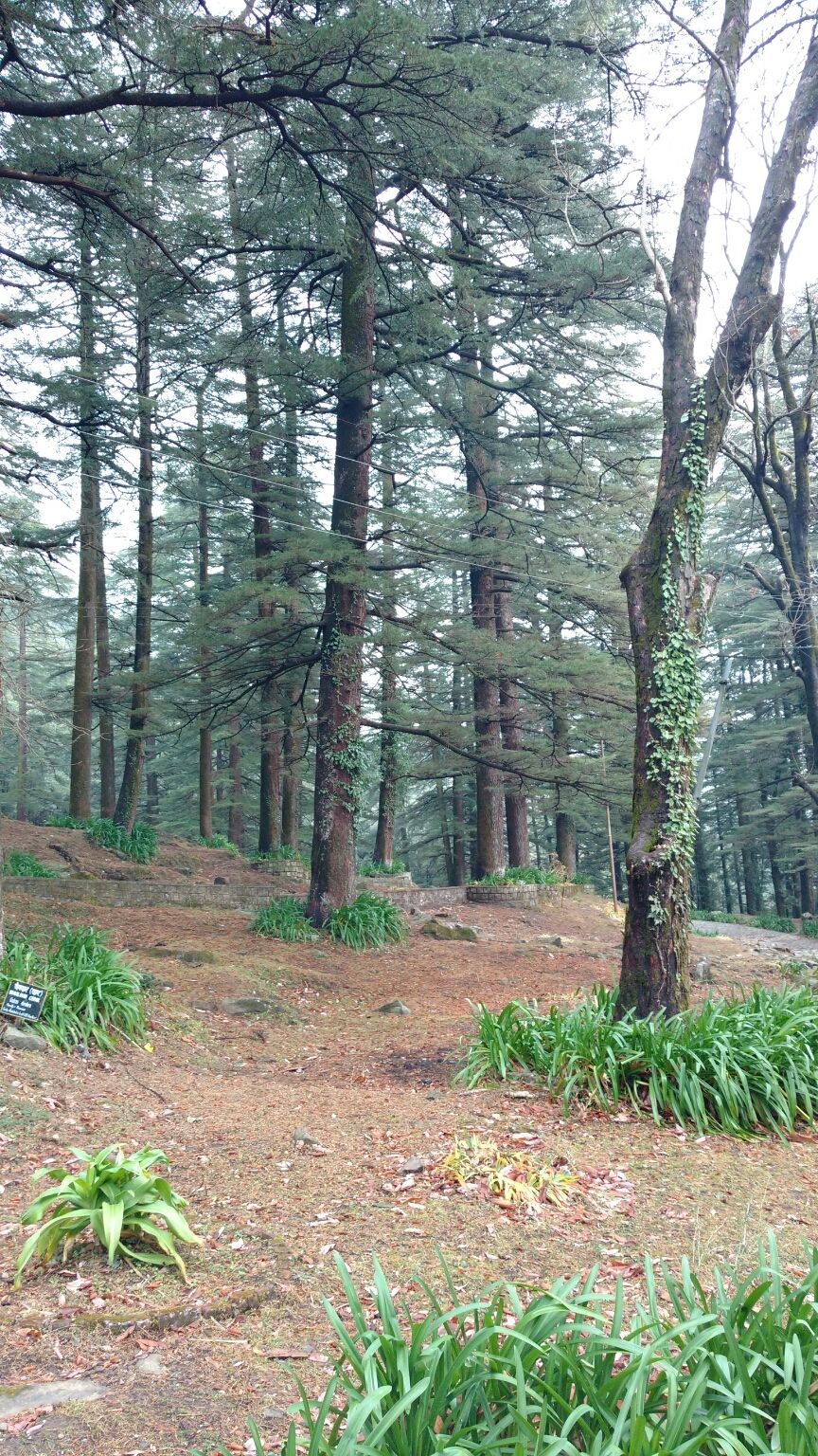 Photo of McLeod Ganj, Dharamshala, Himachal Pradesh, India by Anu Gupta