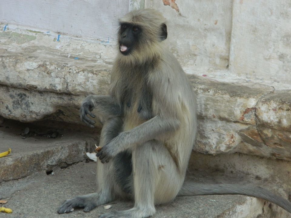 Photo of Don't Worry, Be Hampi ! 37/85 by Yashasvi Girdhar