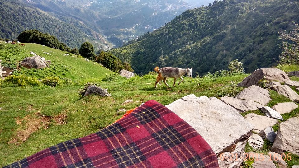 Photo of Trek to Triund: My story and a complete guide 21/36 by Yashasvi Girdhar