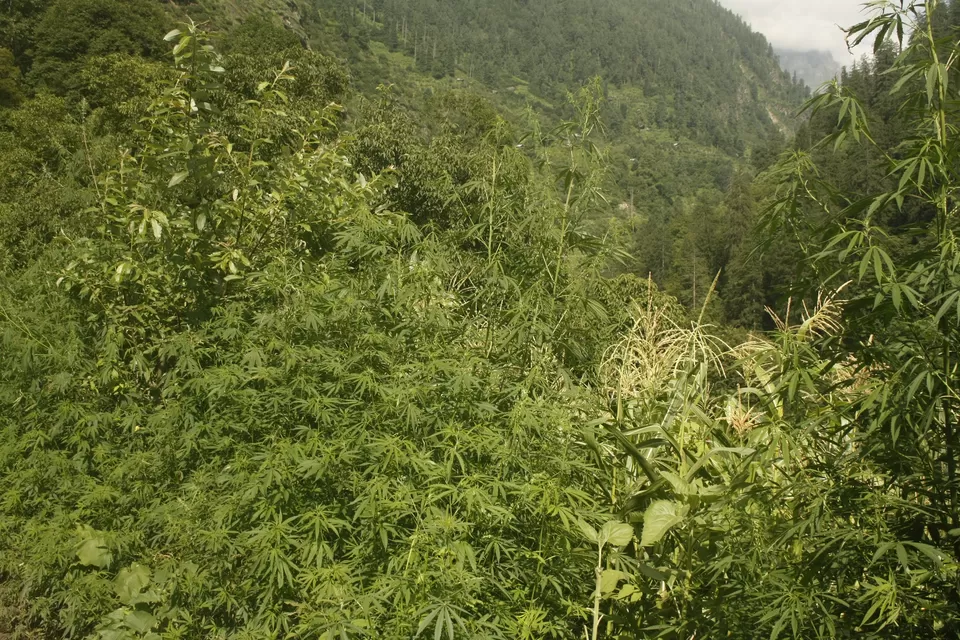 Photo of Barshaini Parvati River Dam, Sosan, Himachal Pradesh, India by Nikhil Shinde