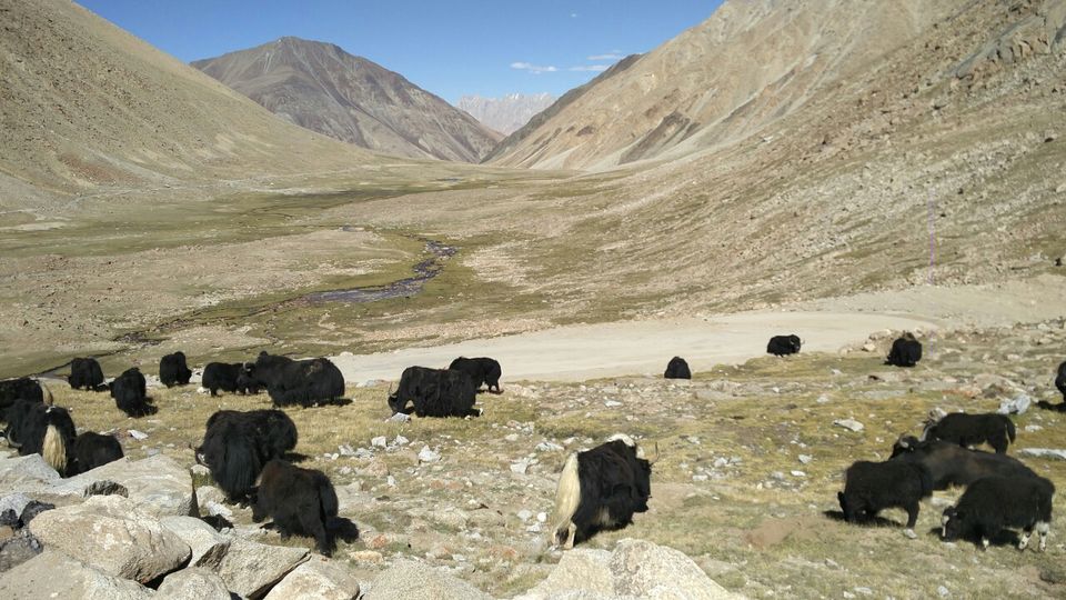Photo of Nubra River by Amit Kumar Sharma