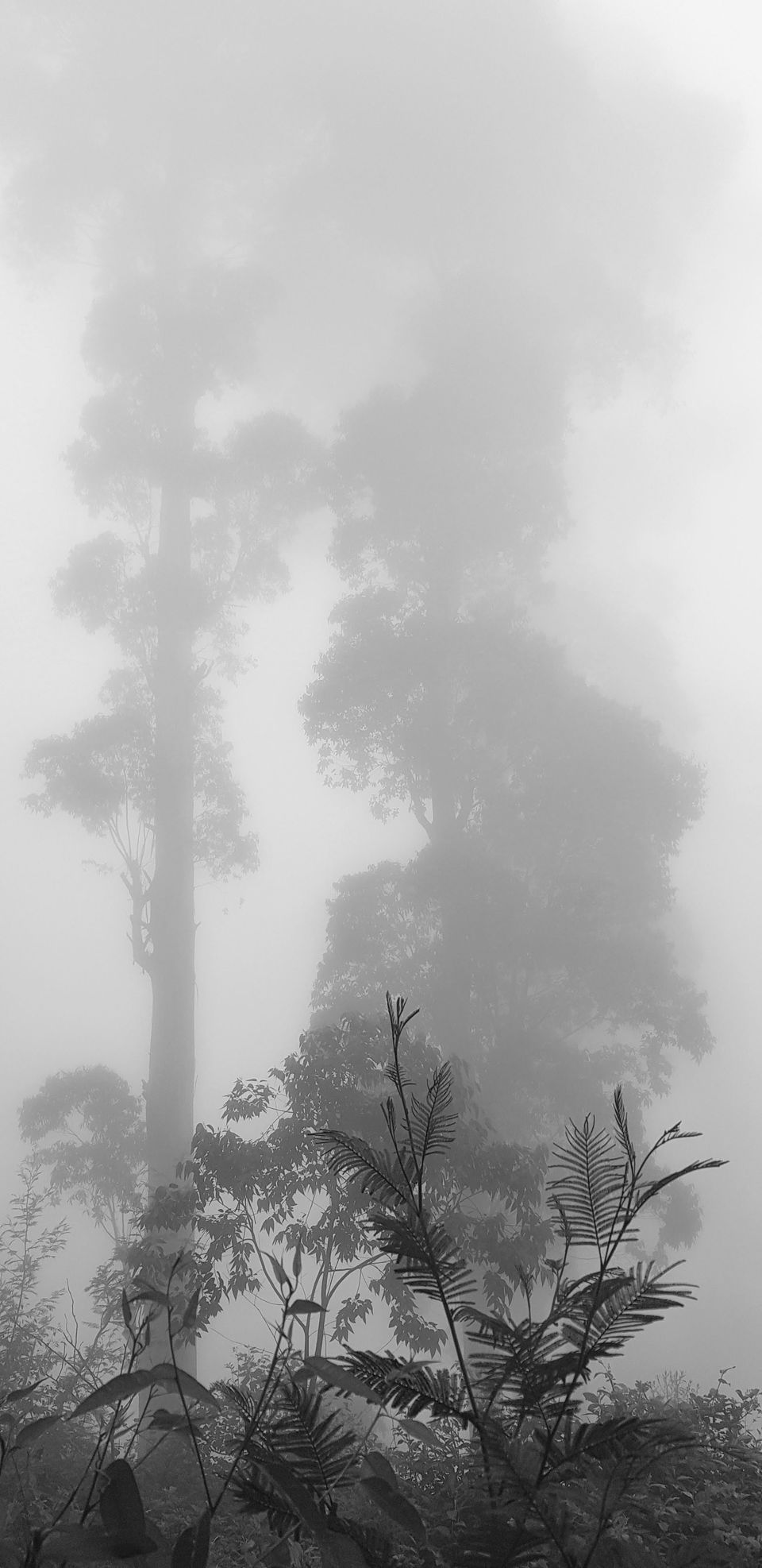 Photo of Vattakanal, Kodaikanal, Tamil Nadu, India by Mamtha Ramachandra