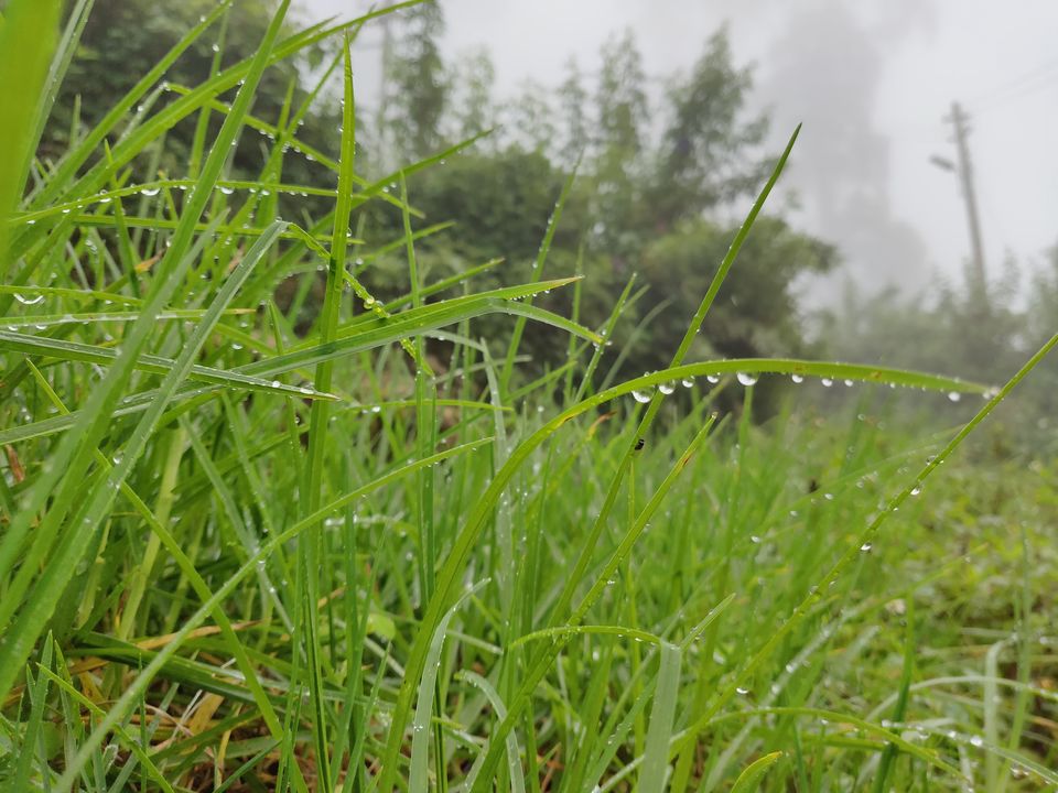 Photo of Vattakanal, Kodaikanal, Tamil Nadu, India by Mamtha Ramachandra