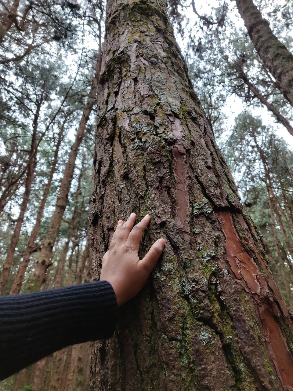 Photo of Kodaikanal Pine Forest, Kodaikanal Ghat Road, Shenbaganur, Kodaikanal, Tamil Nadu, India by Mamtha Ramachandra