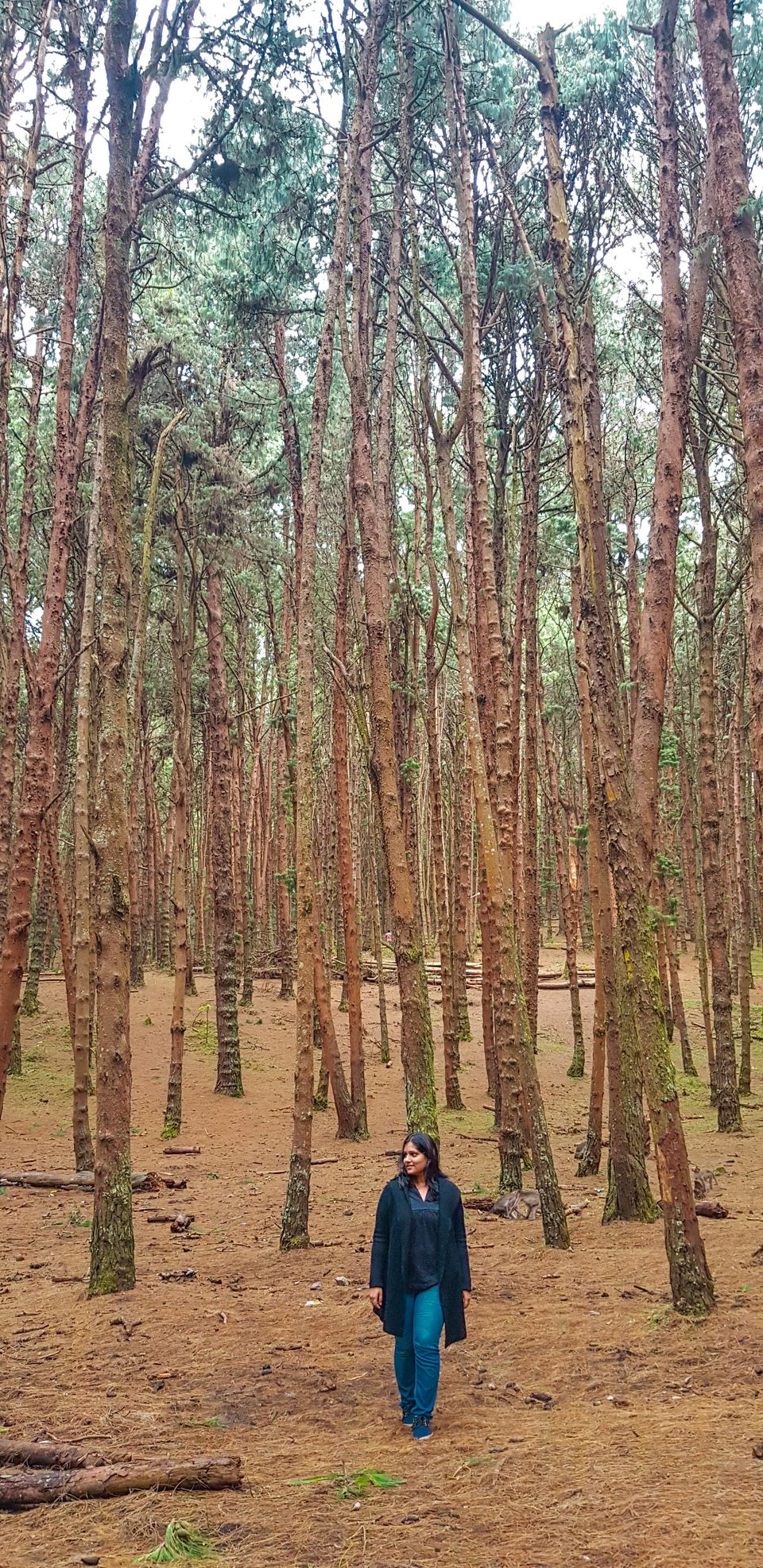 Photo of Kodaikanal Pine Forest, Kodaikanal Ghat Road, Shenbaganur, Kodaikanal, Tamil Nadu, India by Mamtha Ramachandra