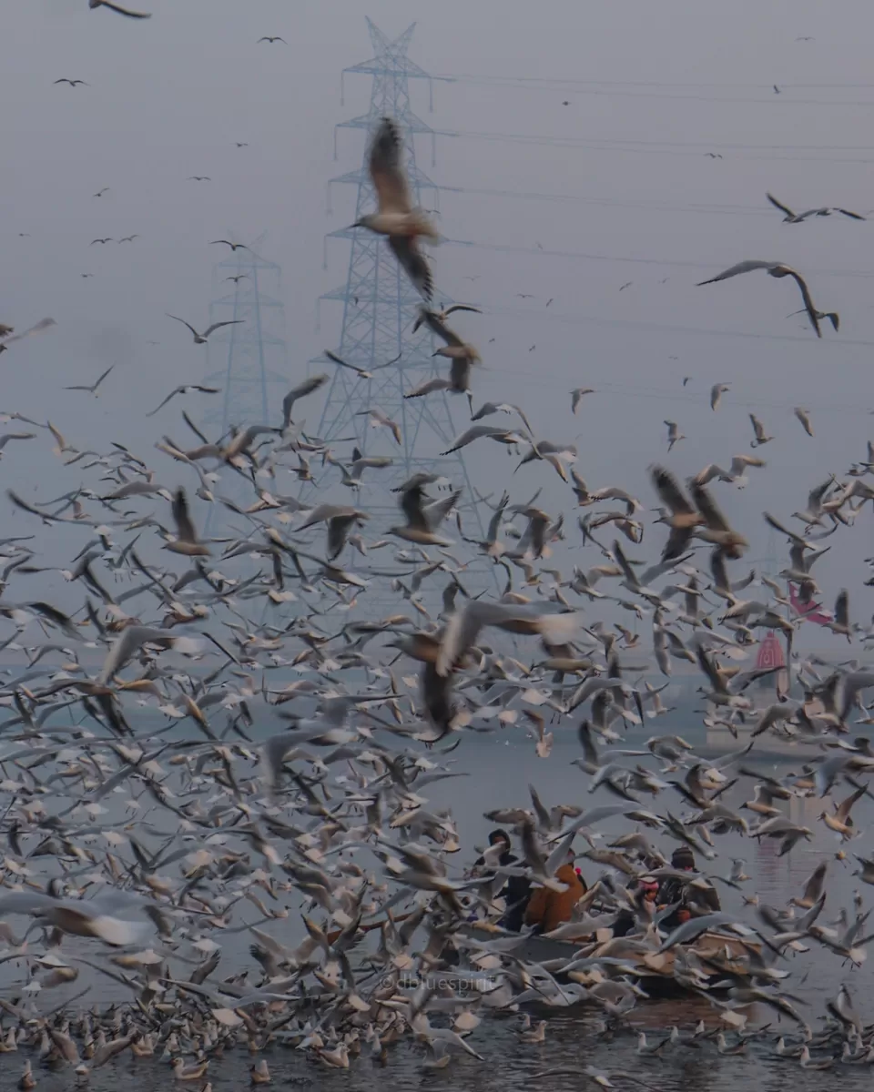 Photo of Bird watching at Delhi by Sanjay Singh